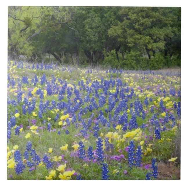 Carreau Lupins, primevère et phlox (Devant)
