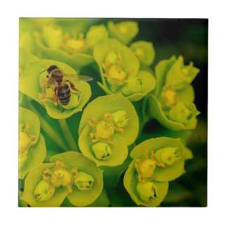 Carreau L'usine de Gopher de désert