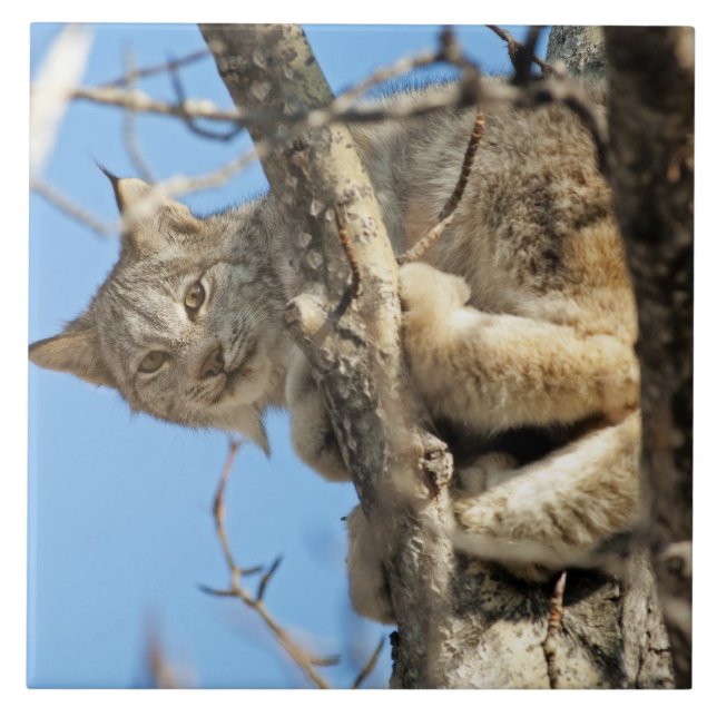 Carreau Lynx espiègle (Devant)