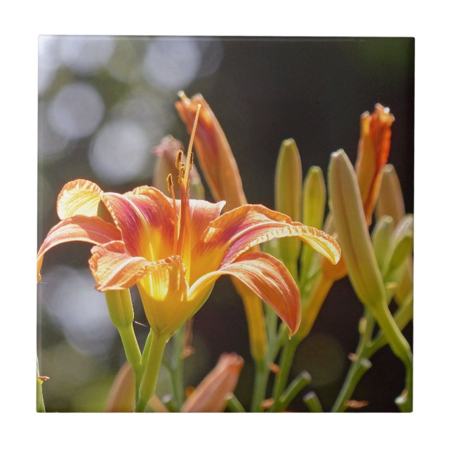 Carreau Lys au soleil (Devant)