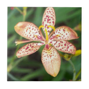 Carreau Lys de Blackberry pâle tacheté à l'orange