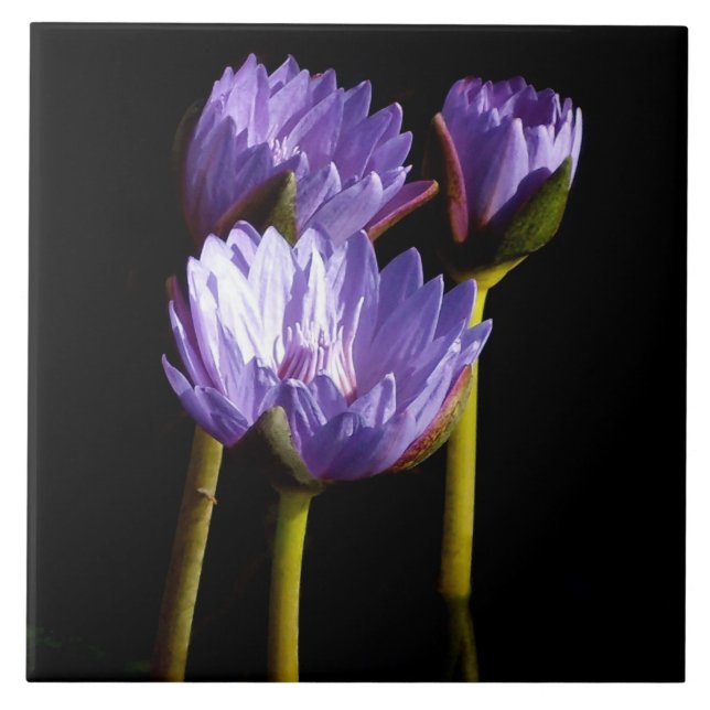 Carreau Lys d'eau violet (Devant)