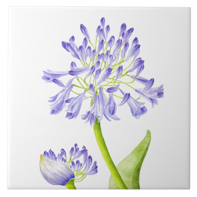 Carreau Lys du Nil sur un carrelage en céramique (Devant)