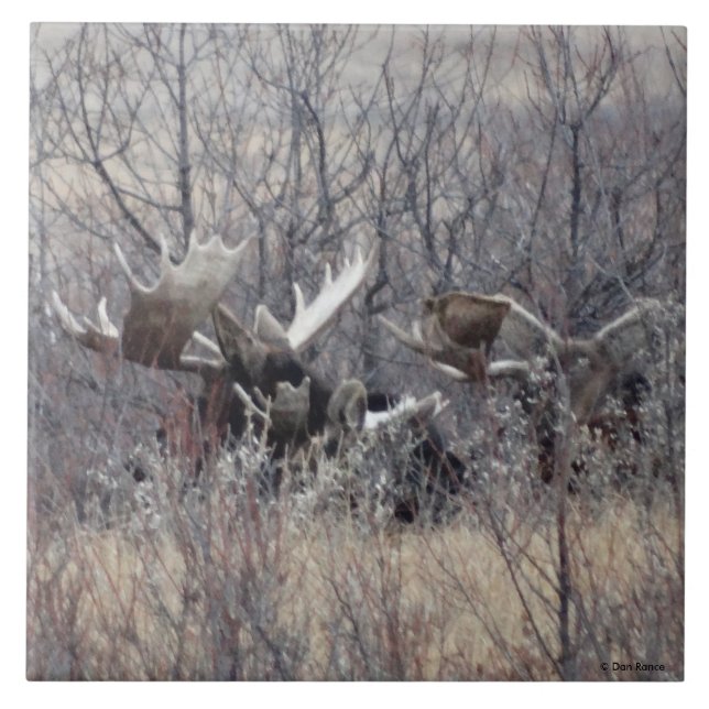 Carreau M9 Orignal Couché (Devant)