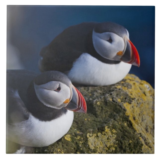 Carreau Macareux atlantique (Fratercula arctica) 7 (Devant)