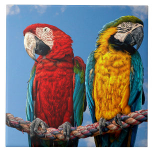 Carreau Macaw bleu et jaune et macaw Scarlet