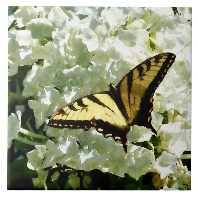 Carreau Machaon sur l'hortensia blanc (Devant)