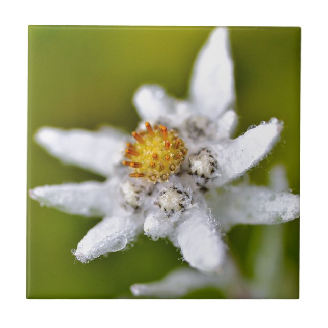 Carreau Macro de fleur edelweiss (Devant)