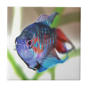 Carreau Macropodus Opercularis Aquarium Poisson