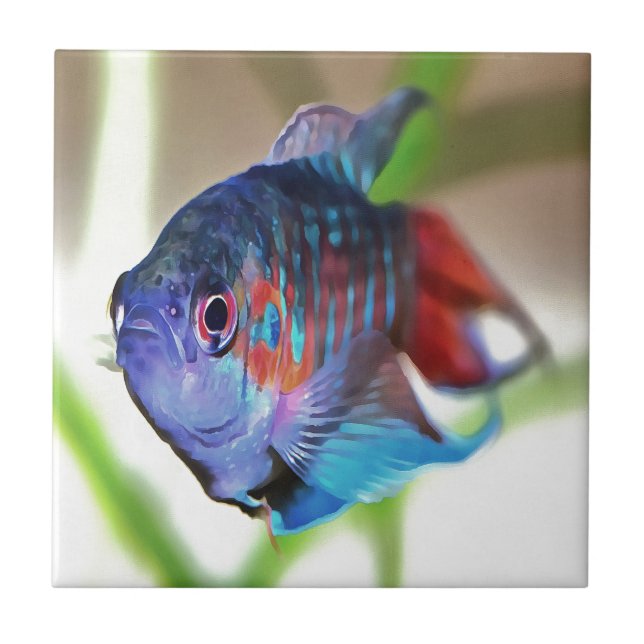 Carreau Macropodus Opercularis Aquarium Poisson (Devant)