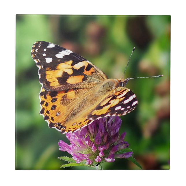 Carreau Madame peinte Butterfly Ceramic Photo Tile (Devant)