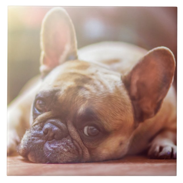 Carreau Magnifique bulldog français allongé (Devant)