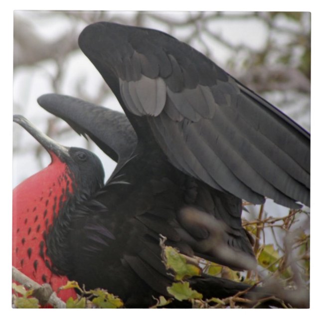 Carreau Magnifique Frigate Bird (Devant)