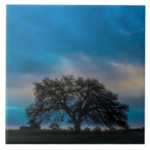 Carreau Magnifique photo d'arbre de chêne