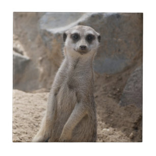 Carreau Magnifique suricate