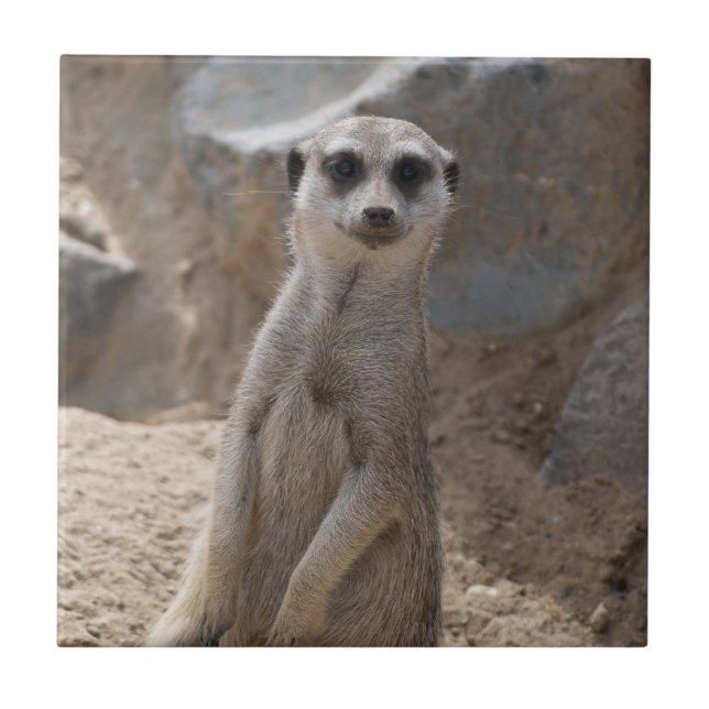 Carreau Magnifique suricate (Devant)