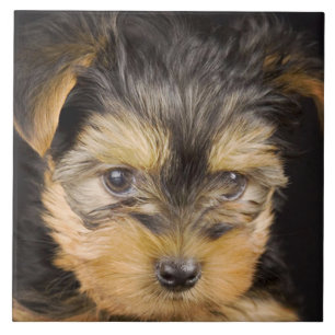 Carreau Magnifique Yorkshire Terrier