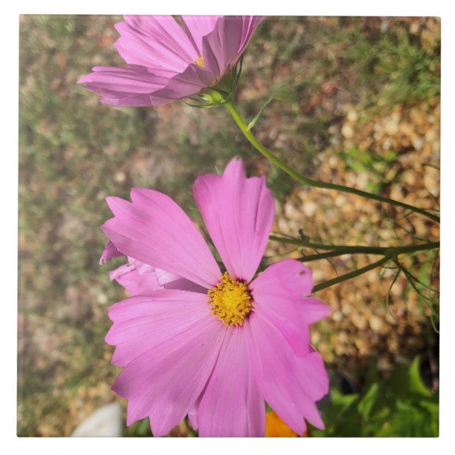 Carreau Magnifiques fleurs Cosmo Bloom d'été (Devant)