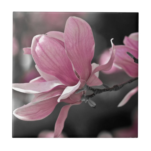Carreau Magnolia à assiette japonaise rose (Devant)