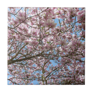 Carreau Magnolia en avril