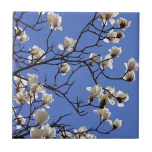Carreau Magnolias florissants