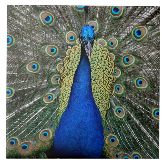 Carreau Majestic Peacock (Devant)