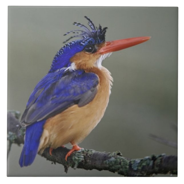 Carreau Malachite Kingfisher, Alcedo cristata, Lac (Devant)