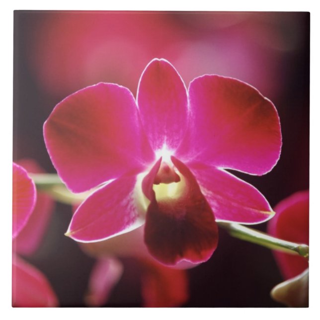 Carreau Malaisie, Orchidée (Devant)