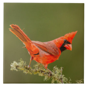 Carreau Male Cardinal on Limb