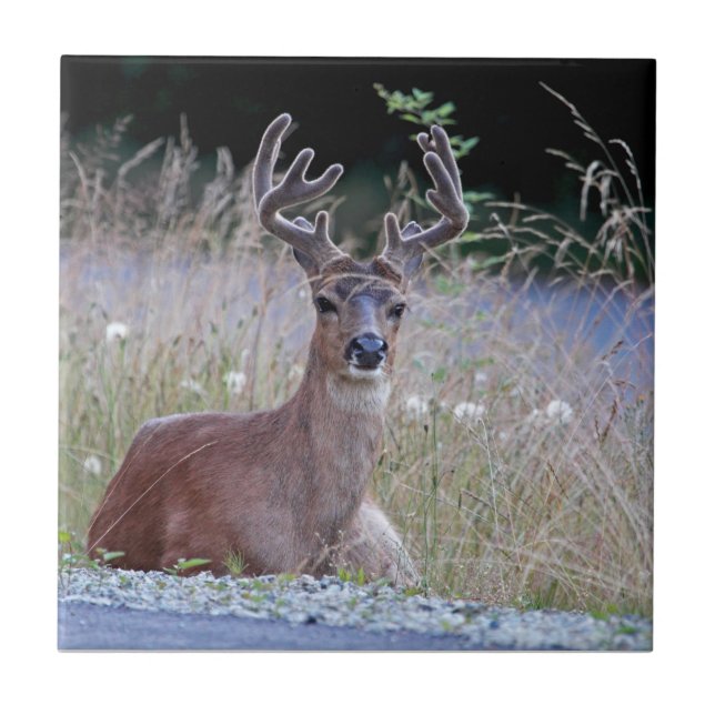Carreau Mâle de cerfs communs se couchant (Devant)