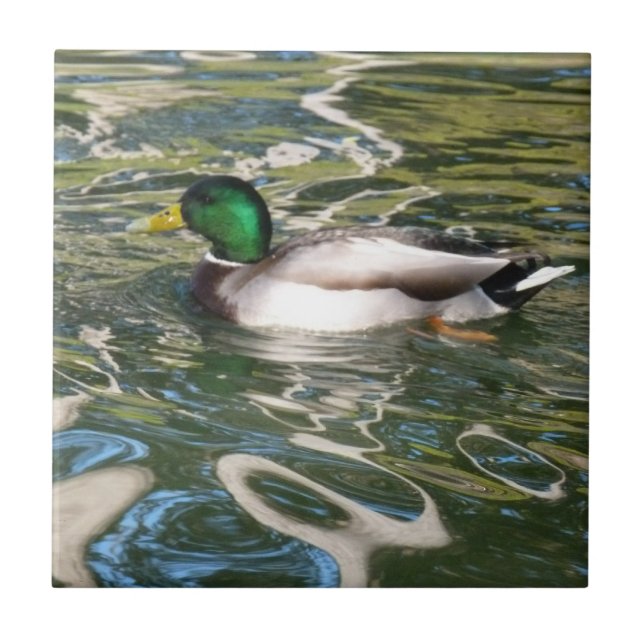 Carreau Mallard Duck (Devant)