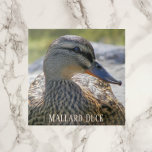 Carreau Mallard Duck Hen Photo Carrelage en céramique<br><div class="desc">Carreaux de céramique à thème nature avec photo de la faune d'une poule de canard de Majard. Sélectionnez votre taille de tuile. Fait une grande cuisine trivet!</div>