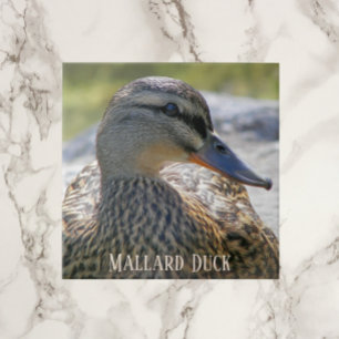 Carreau Mallard Duck Hen Photo Carrelage en céramique