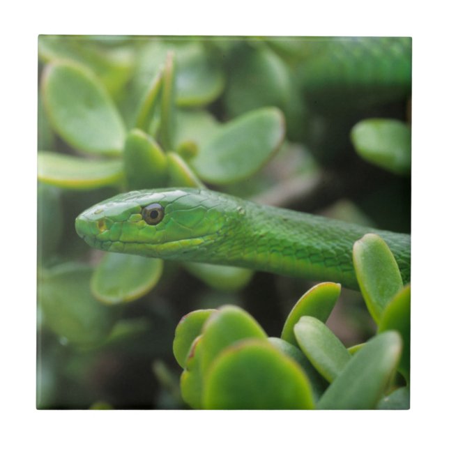 Carreau Mamba vert oriental (Dendroaspis angusticeps) (Devant)