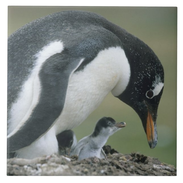Carreau Manchot papou, (Pygoscelis papua), Falkland (Devant)