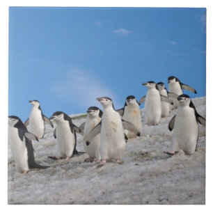 Carreau Manchots à Collier   Pygoscelis Antarctica