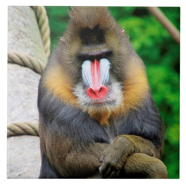 Carreau Mandrill 001 (Devant)