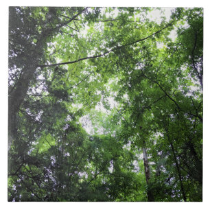Carreau Marche dans la forêt, Chester, Caroline du Sud