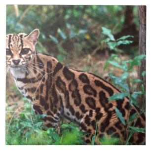 Carreau Margay, Leopardus wiedi, Originaire du Mexique jus