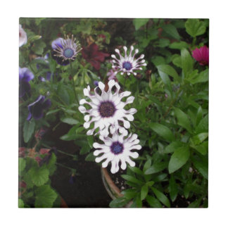 Carreau Marguerite africaine blanche