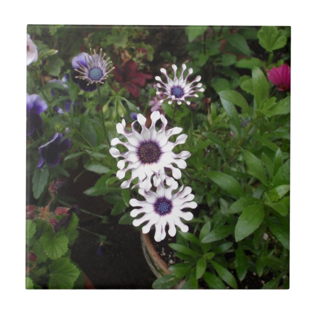 Carreau Marguerite africaine blanche (Devant)