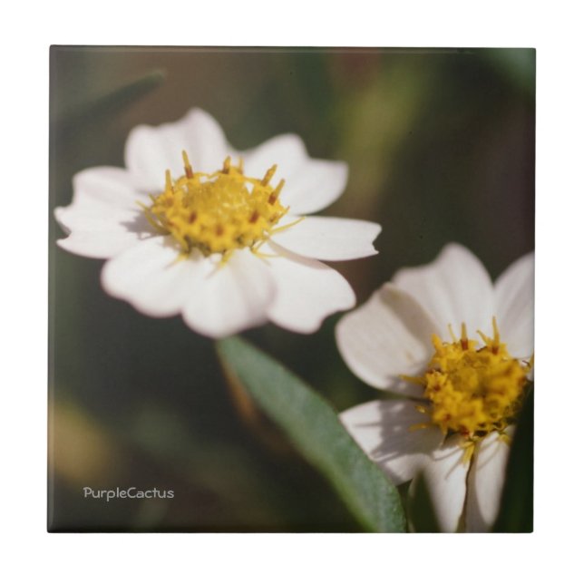 Carreau Marguerite noire de pied (Devant)