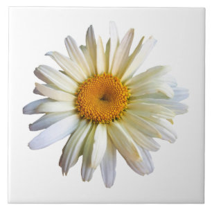 Carreau Marguerite recherchant