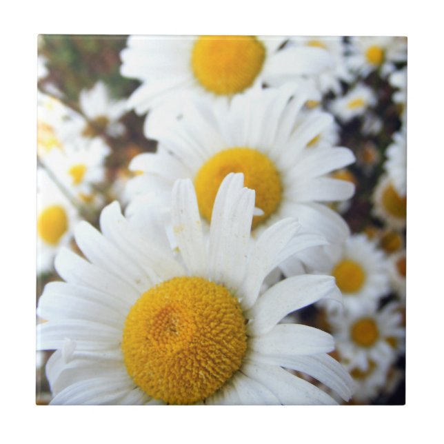 Carreau Marguerites (Devant)