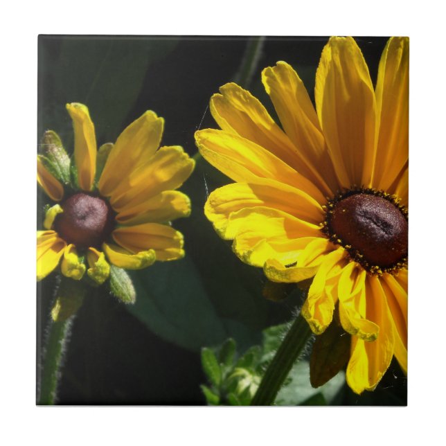 Carreau Marguerites à oeil noir (Devant)
