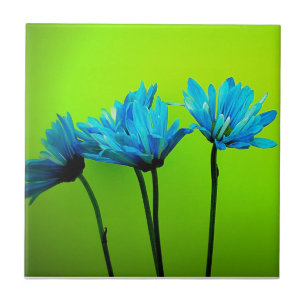 Carreau Marguerites turquoise turquoises sur les cadeaux d