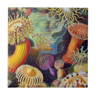 Carreau Marine d'actinies d'Ernst Haeckel : Actiniae