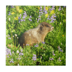 Carreau Marmot dans le Mont Rainier Fleurs sauvages