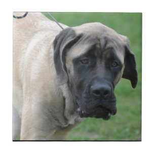 Carreau Mastiff anglais doux