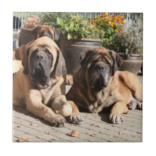 Carreau Mastiff Vacances English Mastiff